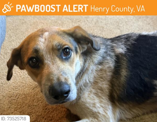 Found/Stray Male Dog last seen Martinsville speedway, Henry County, VA 24148