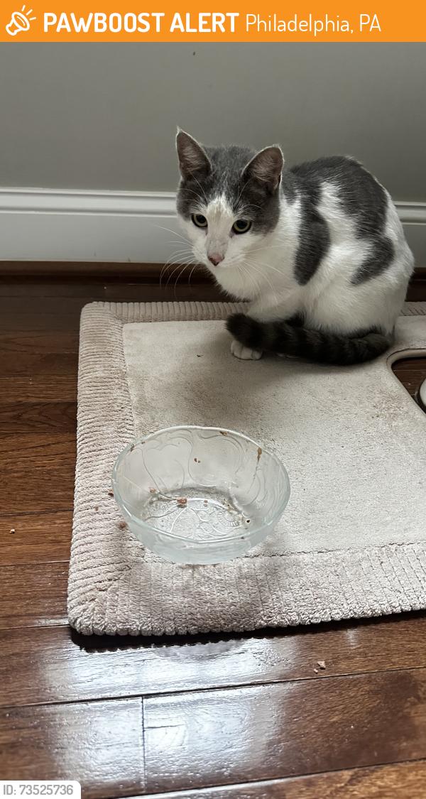 Found/Stray Unknown Cat last seen City Ave and close to Haverford ave, Philadelphia, PA 19131