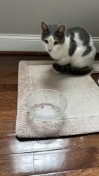 Found/Stray Unknown Cat last seen City Ave and close to Haverford ave, Philadelphia, PA 19131