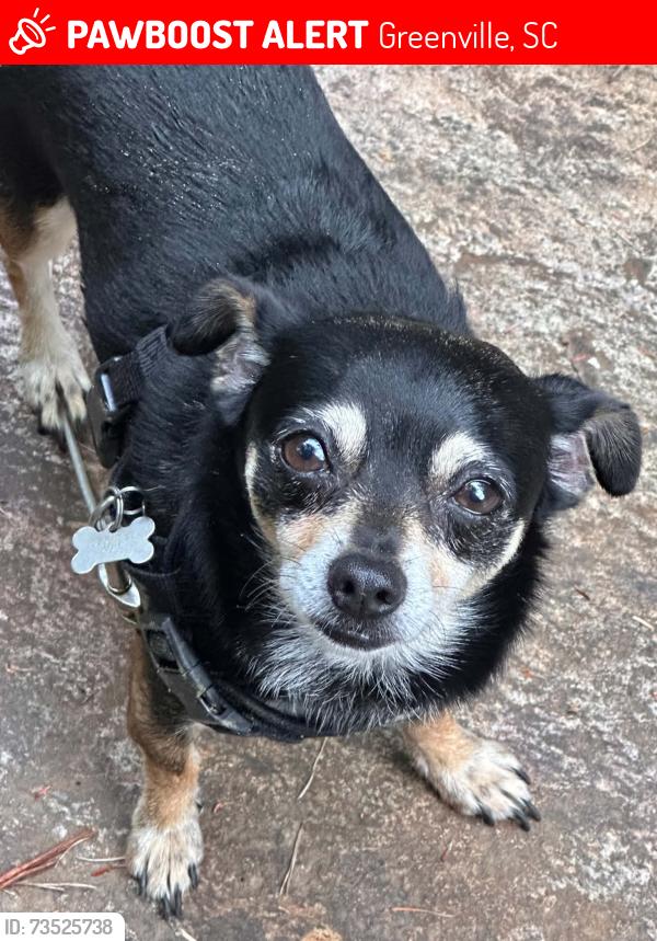Lost Male Dog last seen Dorsey Avenue 29611, Greenville, SC 29611