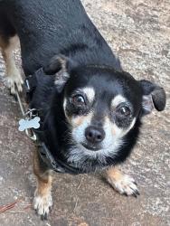 Lost Male Dog last seen Dorsey Avenue 29611, Greenville, SC 29611