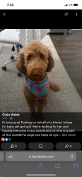 Reunited Female Dog last seen Saint Teressa st Merced ca, Merced, CA 95341
