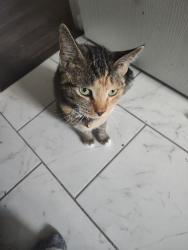 Lost Female Cat last seen Wilkin dr and Wainwright, Colorado Springs, CO 80911