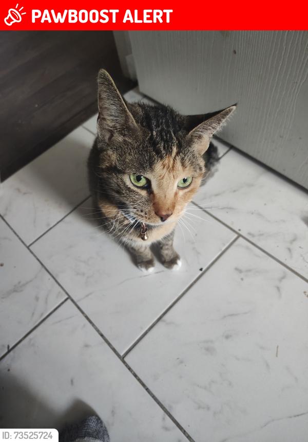 Lost Female Cat last seen Wilkin dr and Wainwright, Colorado Springs, CO 80911
