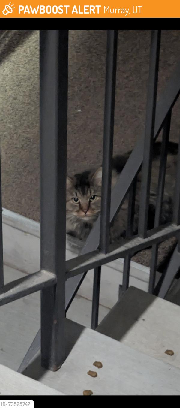 Found/Stray Unknown Cat last seen Near W near building N, Murray, UT 84123
