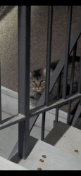 Found/Stray Unknown Cat last seen Near W near building N, Murray, UT 84123