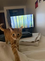Reunited Male Cat last seen U haul lot on Bedford st, Madison, WI 53703