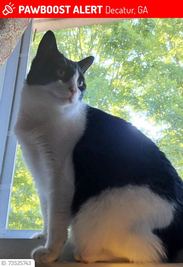 Lost Female Cat last seen line street, Decatur, GA 30032