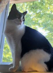 Lost Female Cat last seen line street, Decatur, GA 30032