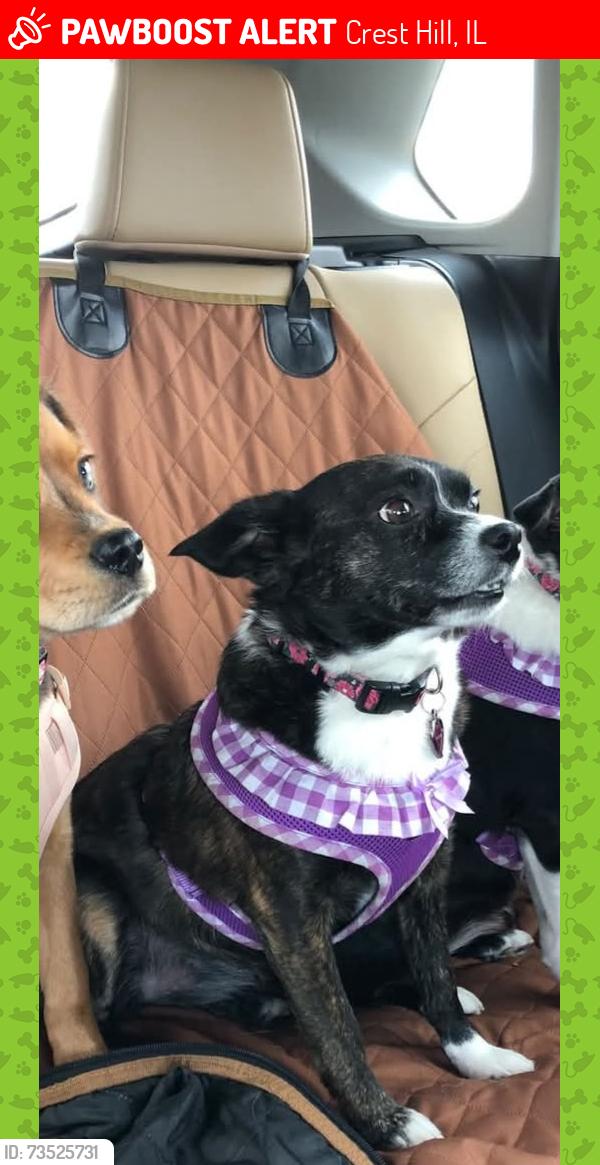 Lost Female Dog last seen Pet Smart Rt 30 Joliet, Crest Hill, IL 60403