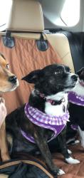 Lost Female Dog last seen Pet Smart Rt 30 Joliet, Crest Hill, IL 60403