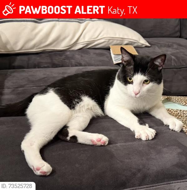 Lost Male Cat last seen Westheimer Lakes North subdivision, Katy, TX 77494