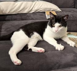 Lost Male Cat last seen Westheimer Lakes North subdivision, Katy, TX 77494