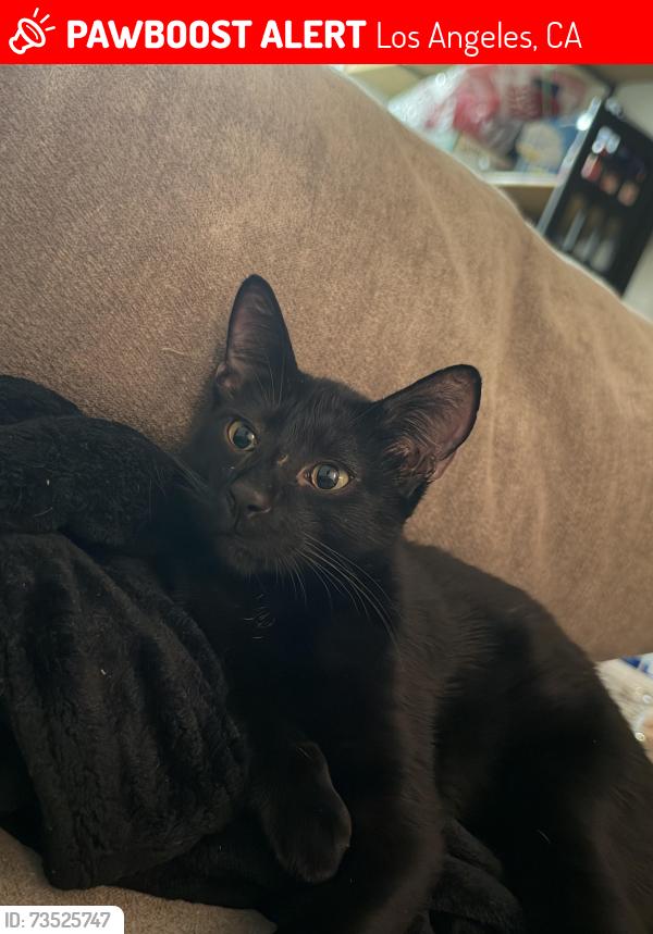 Lost Male Cat last seen Normandie street, Los Angeles, CA 90044