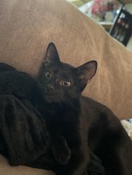 Lost Male Cat last seen Normandie street, Los Angeles, CA 90044