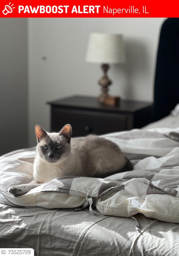 Lost Female Cat last seen Torrington and Baily rd, Naperville, IL 60565