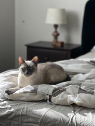 Lost Female Cat last seen Torrington and Baily rd, Naperville, IL 60565