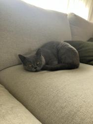 Reunited Female Cat last seen Lindenow street and Balfour Street, Reservoir, VIC 3073