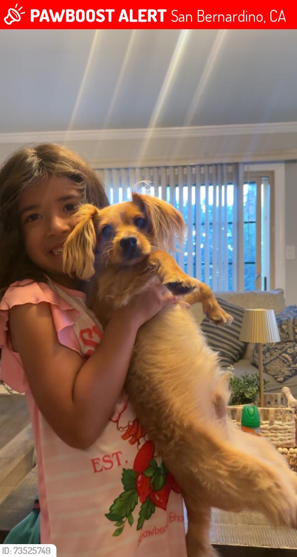 Lost Male Dog last seen Waterman ave, San Bernardino, CA 92404