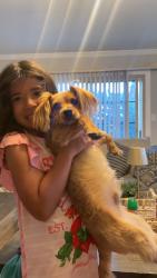 Lost Male Dog last seen Waterman ave, San Bernardino, CA 92404