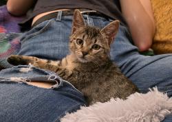 Shelter Stray Female Cat last seen Near S 4475 W, West Point, UT 84015, USA, 1422 E 600 N, Fruit Heights, UT 84037, USA