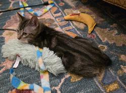 Shelter Stray Male Cat last seen Near S 4475 W, West Point, UT 84015, USA, 1422 E 600 N, Fruit Heights, UT 84037, USA