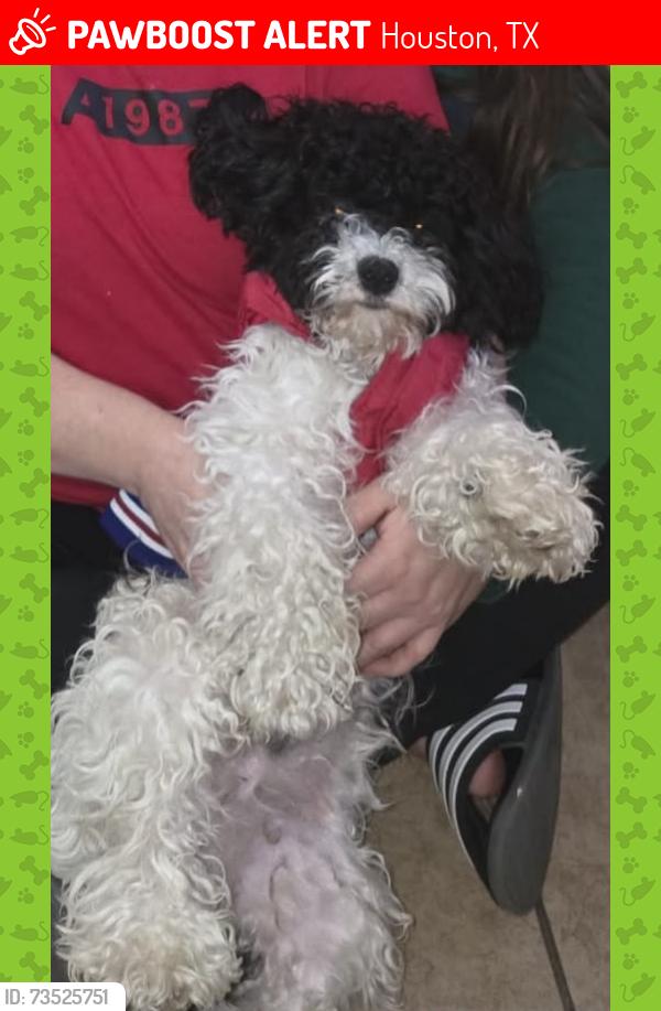 Lost Male Dog last seen Imperial valley, Houston, TX 77060