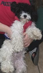 Lost Male Dog last seen Imperial valley, Houston, TX 77060