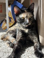 Reunited Female Cat last seen Everyday Gas Station, Westminster, CO 80031