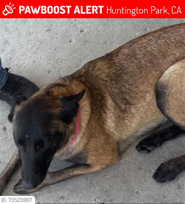 Lost Female Dog last seen Near Maywood ave. huntington park, CA, Huntington Park, CA 90255