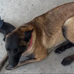 Lost Female Dog last seen Near Maywood ave. huntington park, CA, Huntington Park, CA 90255