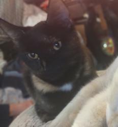 Lost Female Cat last seen Peacock Hill and Pine Lake Blvd, Olalla, WA 98359