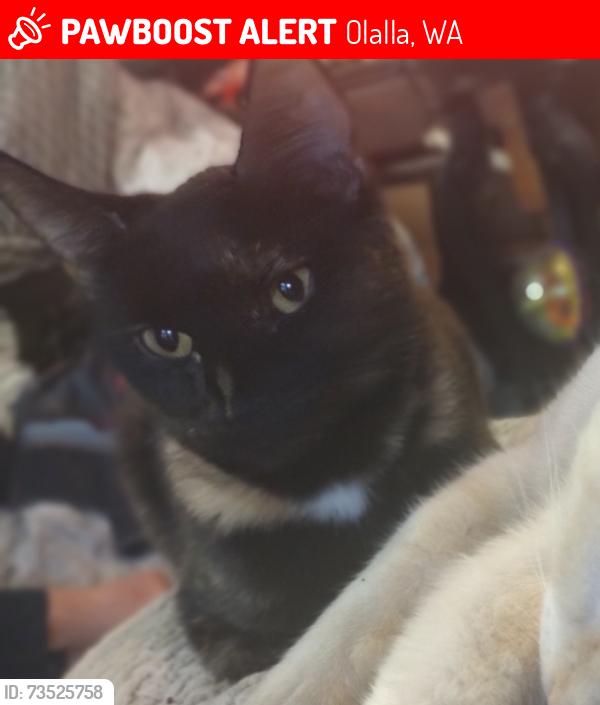Lost Female Cat last seen Peacock Hill and Pine Lake Blvd, Olalla, WA 98359