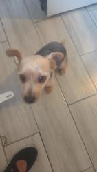 Found/Stray Male Dog last seen Dixie Highway, Riviera Beach, FL 33404
