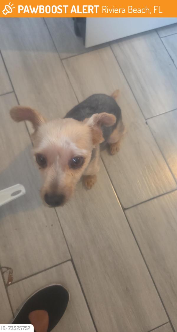 Found/Stray Male Dog last seen Dixie Highway, Riviera Beach, FL 33404