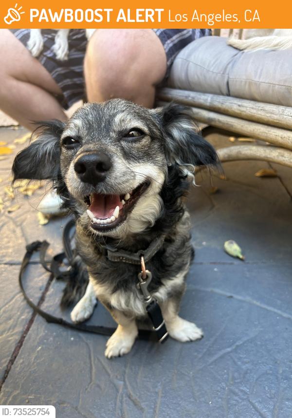 Found/Stray Male Dog last seen Poinsettia Park, Los Angeles, CA 90046