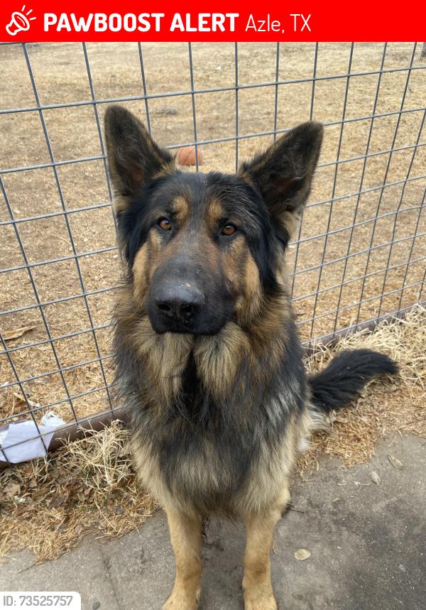 Lost Male Dog last seen Azle Tx, Azle, TX 76020