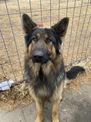 Lost Male Dog last seen Azle Tx, Azle, TX 76020