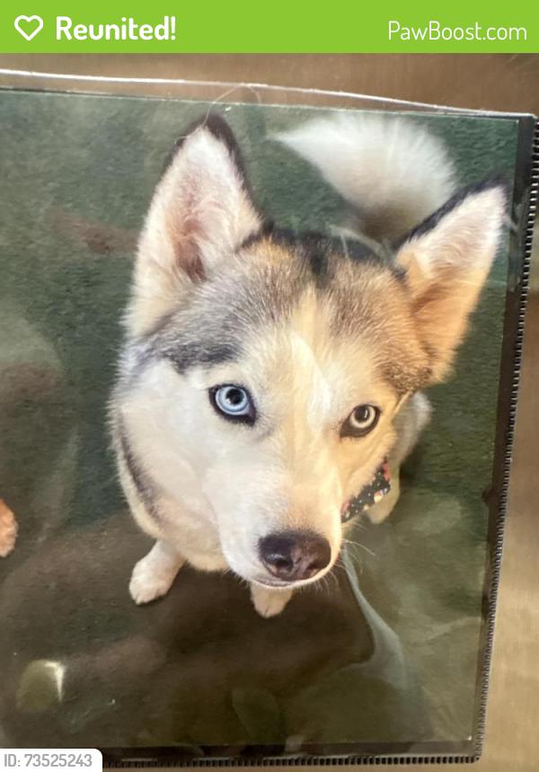 Reunited Female Dog last seen Near Indianridge Rd Sylvania Ohio, Sylvania, OH 43560