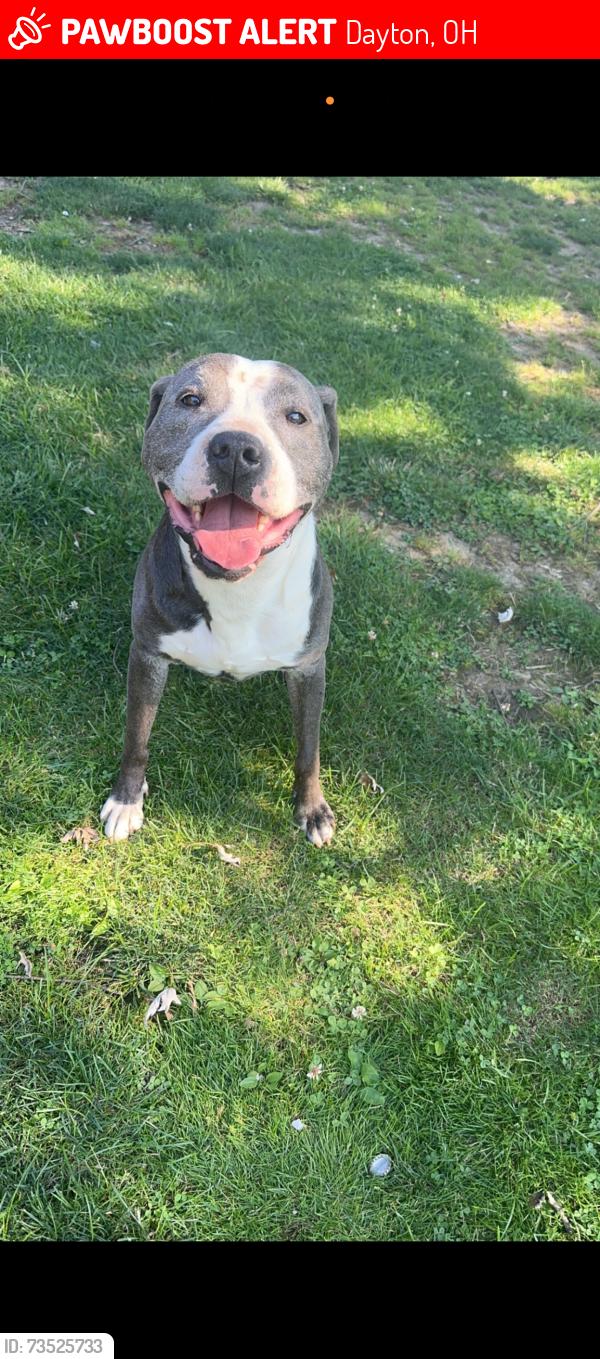 Lost Male Dog last seen Located closer to Northridge Highschool., Dayton, OH 45414