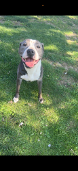 Lost Male Dog last seen Located closer to Northridge Highschool., Dayton, OH 45414