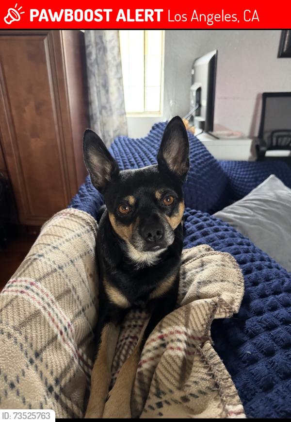 Lost Male Dog last seen 92nd St, Los Angeles, CA 90003