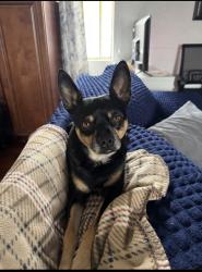Lost Male Dog last seen 92nd St, Los Angeles, CA 90003