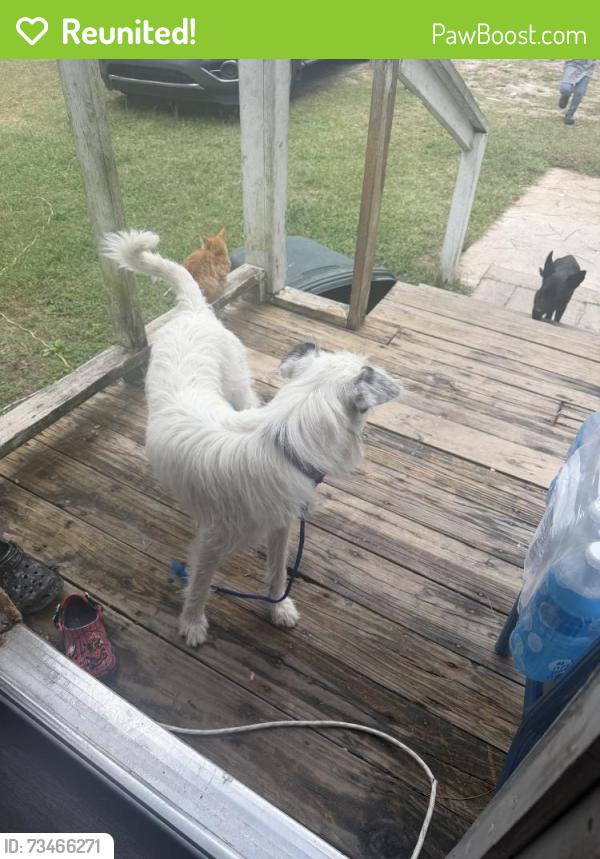 Reunited Female Dog last seen Wrights M.H.P, Raeford, NC 28376