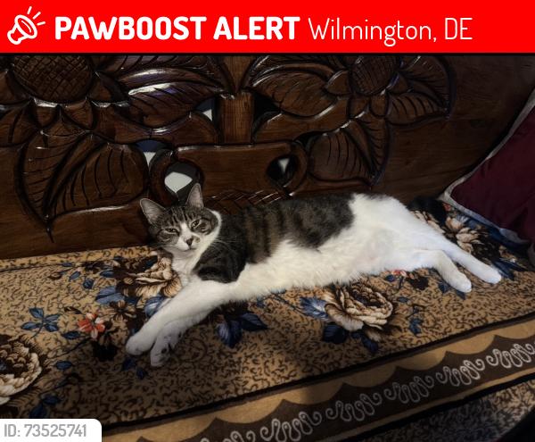 Lost Female Cat last seen N lake street, Wilmington, DE 19804