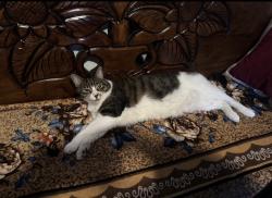 Lost Female Cat last seen N lake street, Wilmington, DE 19804