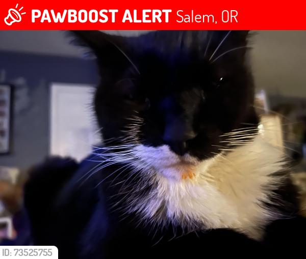 Lost Male Cat last seen sunwood dr, Salem, OR 97304