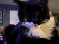 Lost Male Cat last seen sunwood dr, Salem, OR 97304