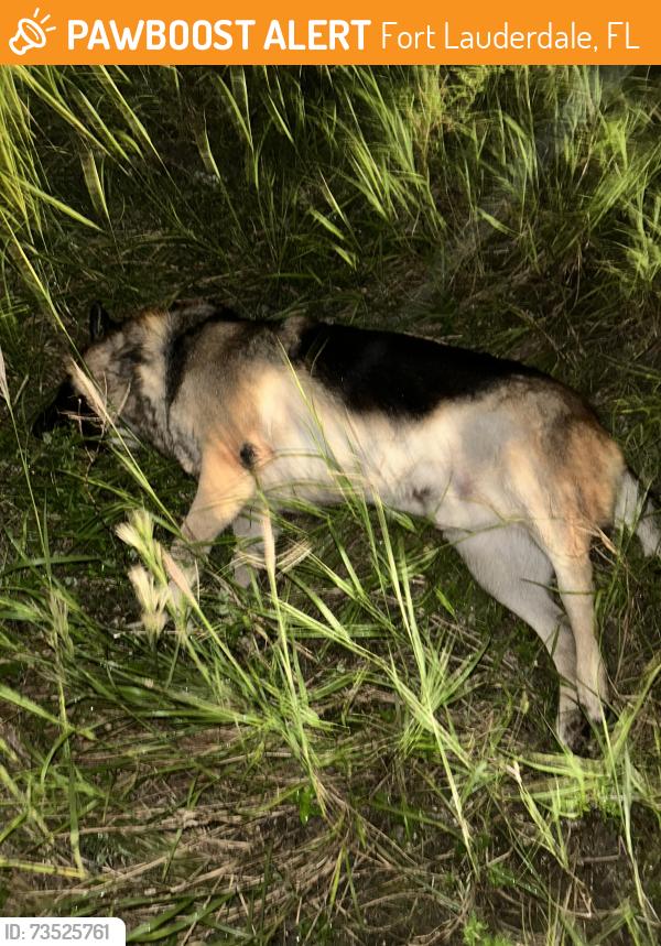 Found/Stray Unknown Dog last seen Close to Fort Lauderdale Amtrak Station, Fort Lauderdale, FL 33312