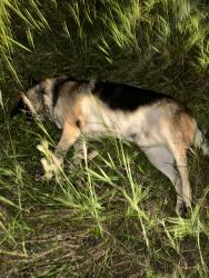 Found/Stray Unknown Dog last seen Close to Fort Lauderdale Amtrak Station, Fort Lauderdale, FL 33312